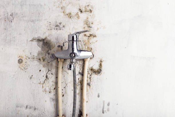 Best Mold Remediation Services  in Carrboro, NC