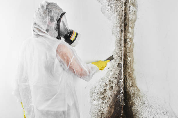 Home Mold Removal in Carrboro, NC