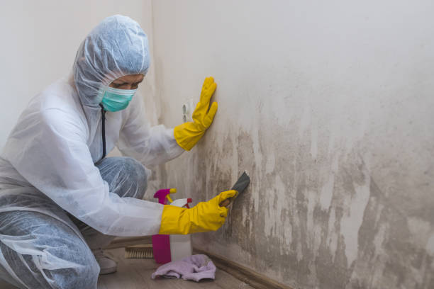 Attic Mold Removal in Carrboro, NC