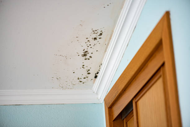 Best Mold Removal Near Me  in Carrboro, NC