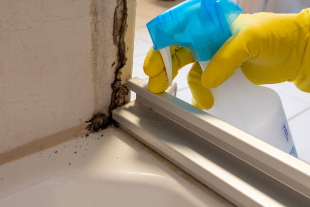 Best Mold Remediation  in Carrboro, NC