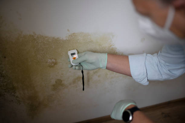 Best Mold Testing and Removal  in Carrboro, NC