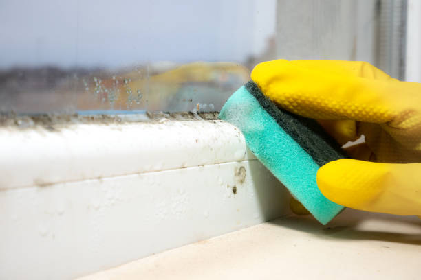 Best Home Mold Removal  in Carrboro, NC