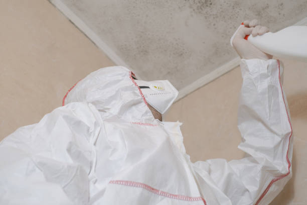 Best Attic Mold Removal  in Carrboro, NC