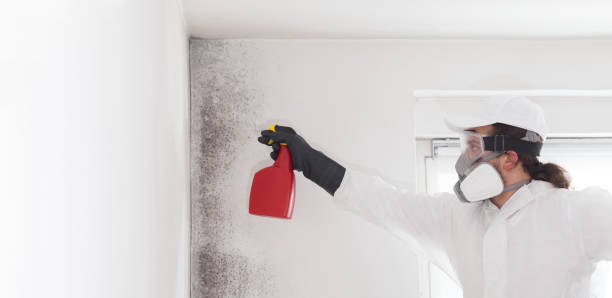 Best Affordable Mold Removal  in Carrboro, NC