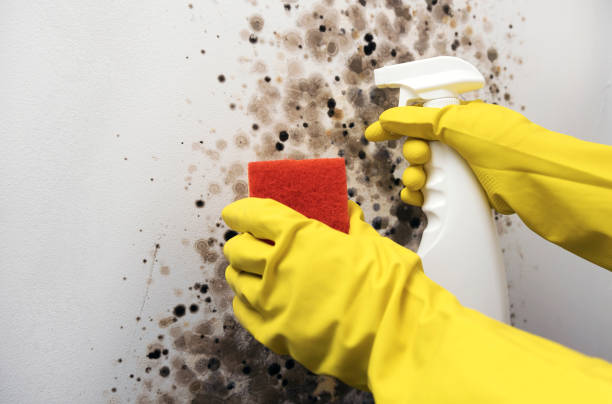 Best Certified Mold Removal  in Carrboro, NC