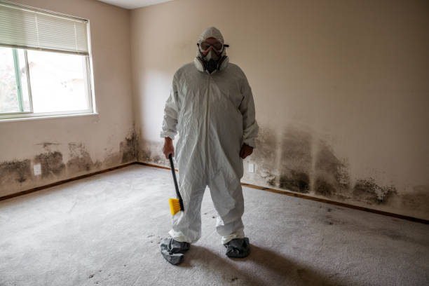 Best Toxic Mold Removal  in Carrboro, NC