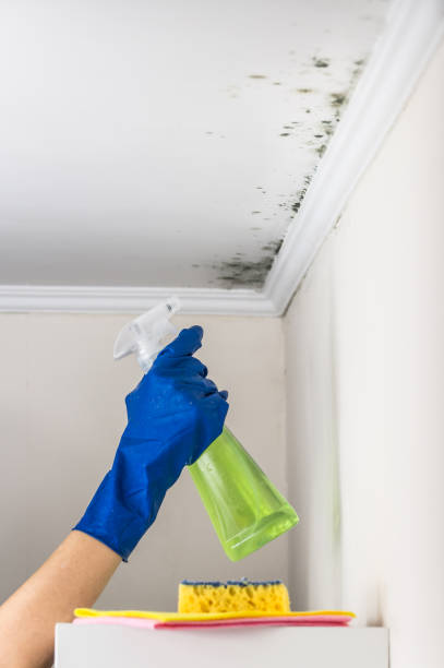 Best Attic Mold Removal  in Carrboro, NC